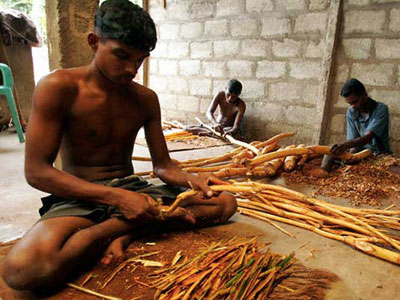 Ceylon Cinnamon