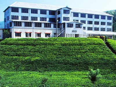 Tea Factory Visit