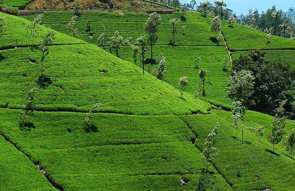 Hatton | Hill Country