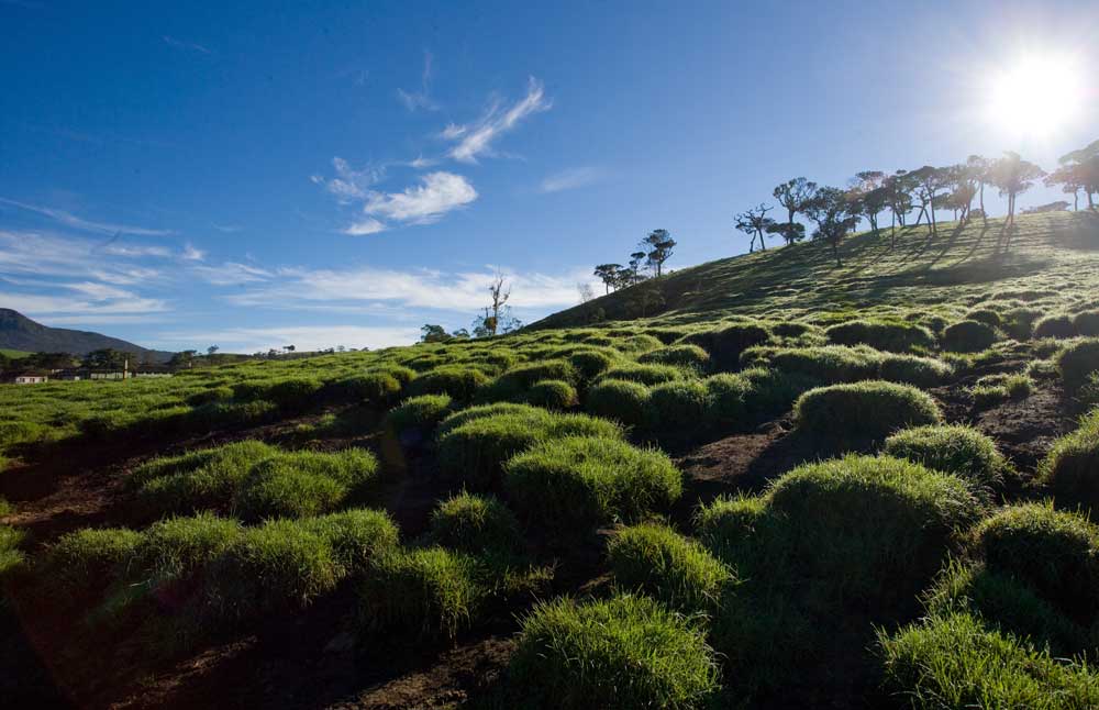 Hatton | Hill Country