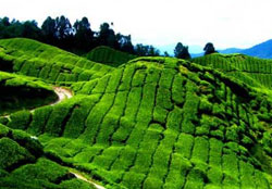 Nuwara Eliya