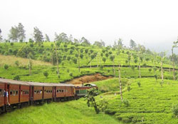 Nuwara Eliya